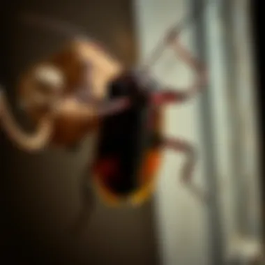 Magnificent Exploring American Cockroach Traps: Techniques and Efficacy