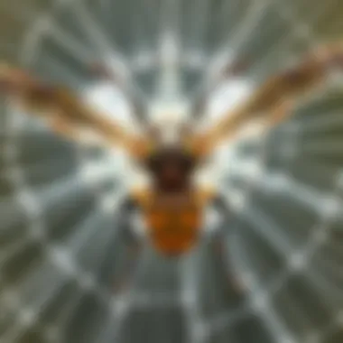 Magnificent Sonic Web Biting Insect Control: An In-Depth Exploration
