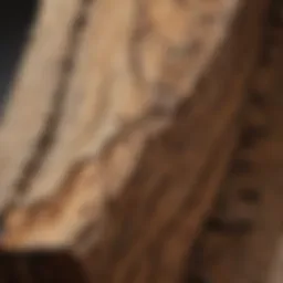 Close-up of termite damage on wood
