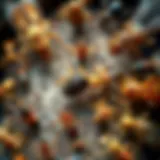 Detailed view of various common pests