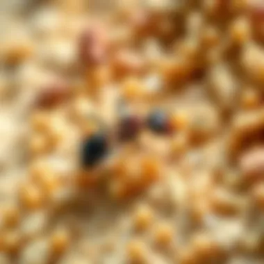 Close-up of active ingredients in ant bait