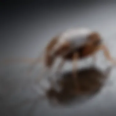 Close-up view of a water bug on a surface