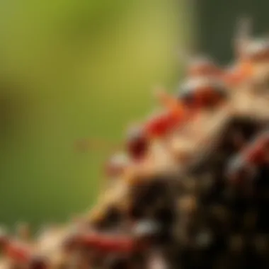 Illustration of ant behavior interacting with bait