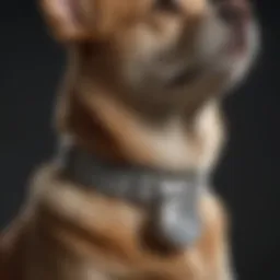 Close-up of a Seresto collar on a pet