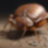 A close-up view of a bed bug