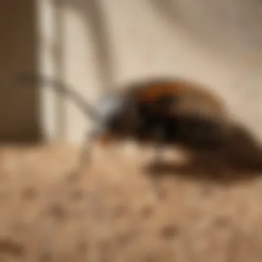 Common pests found in Arizona homes