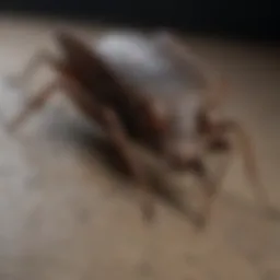 Close-up of bat bug on a surface