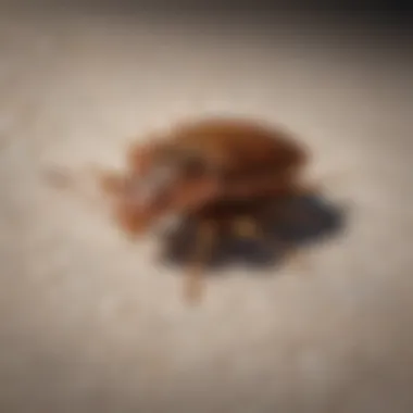 Close-up view of a bed bug on fabric