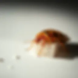Close-up view of a bed bug on a surface