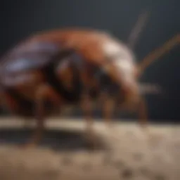 Effective bait strategies for German cockroaches