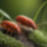 A close-up view of chiggers on grass blades, highlighting their tiny size and reddish color.