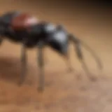 Close-up of a carpenter ant on wood