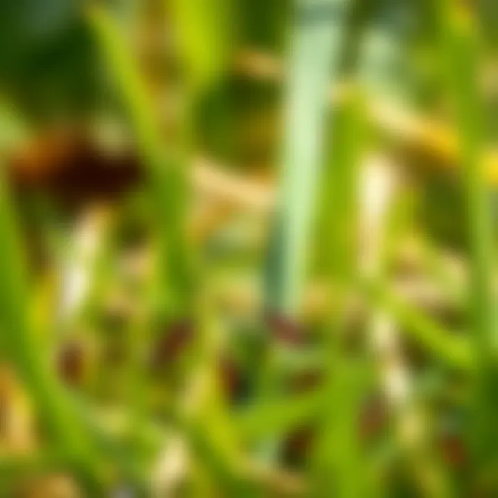 Close-up view of chiggers in grass