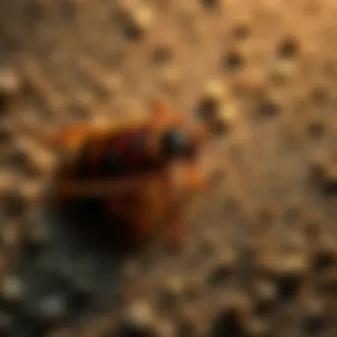 Environmental Factors Attracting Cockroaches Environmental conditions that attract cockroaches