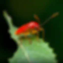 Close-up of red coat pest on a leaf
