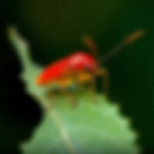 Close-up of red coat pest on a leaf
