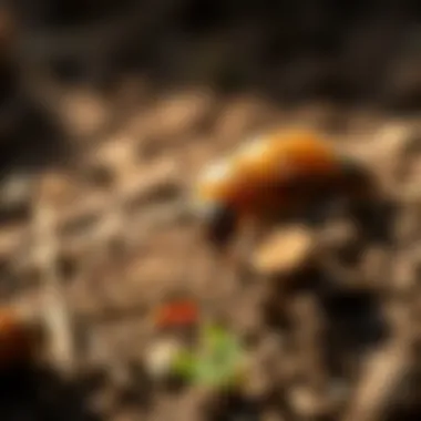 Graphic showcasing eco-friendly treatment options for pest management