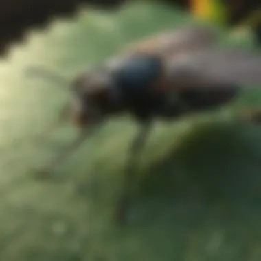 Close-up of blackfly on a leaf