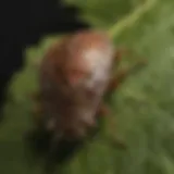 Close-up view of a brown marmorated stink bug on a leaf