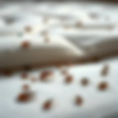 Close-up of bed bugs on a mattress