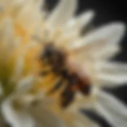 Close-up of a bee on a flower