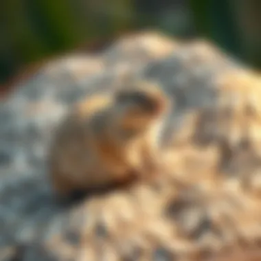 Diagram illustrating gopher behavior and habits