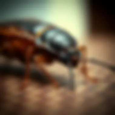 Common pests found in homes