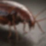 Close-up view of a German cockroach on a surface