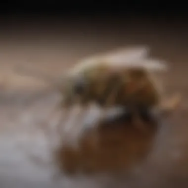 Diagram of preventative measures for pest management