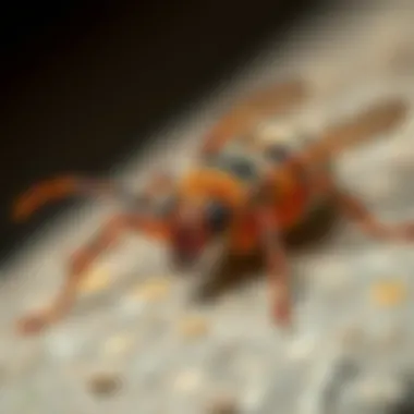 Common Pests in Auburndale, FL Common pest found in Auburndale, Florida