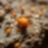 Variety of common pests found in Americus, GA