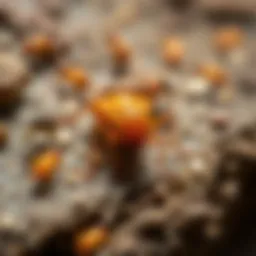 Variety of common pests found in Americus, GA