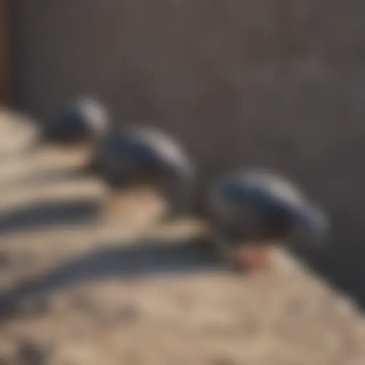 Close-up of a pigeon spike installed on a ledge to prevent nesting.