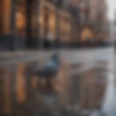 A reflective pigeon deterrent installed in an urban environment.