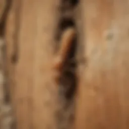 Close-up view of termite damage on wood