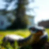 Chemical repellent for snake control