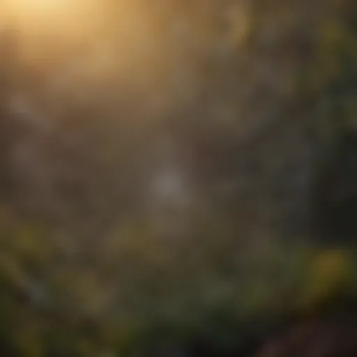 A close-up view of a spider web glistening in the morning light