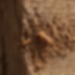 Detailed view of termite damage on wood structure
