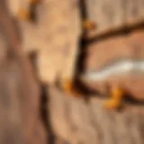 Close-up of termite damage on wooden structure