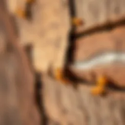 Close-up of termite damage on wooden structure