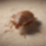 Close-up of bed bug on fabric