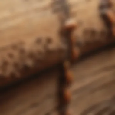 Termite Damage on Wood Detailed close-up of termite damage on wooden structure