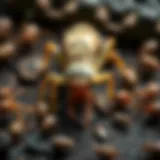 Detailed view of common pests found in New Jersey homes