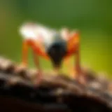 Diverse Pest Species in Valley, Alabama