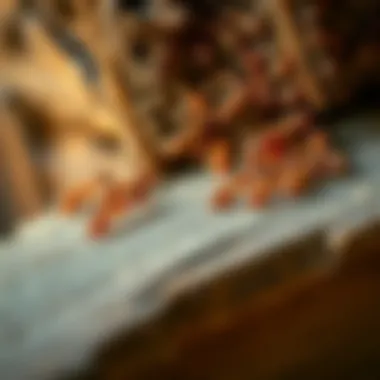 A close-up view of a termite colony in wood