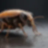 Illustration of common pests found in Fort Myers