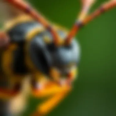 Close-up of a wasp showing its intricate body structure