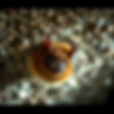 Understanding the Impact of Guano Guano accumulation and its effects