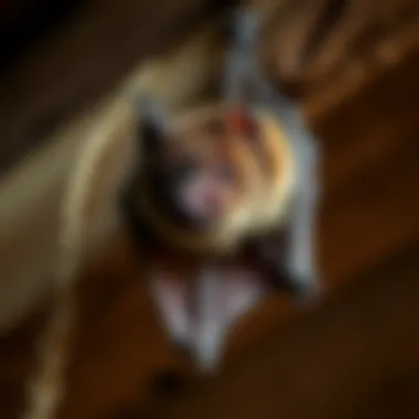 When to Seek Professional Help for Bat Removal Professional wildlife removal services