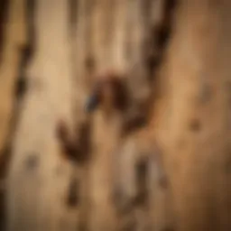 Close-up view of drywood termite damage on wooden structure